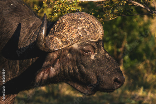 View of african buffalo in kruger national park, skukuza, mpumalanga, south africa. photo