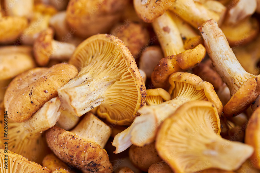 Mushroom Background. Chanterelles mushrooms just picked Mushroom Background. Chanterelles mushrooms just picked
