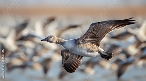 Close-up of a Bird in Flight Amidst a Larger Migrating Flock in the Background © vanilnilnilla