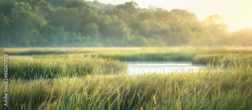 Natural marshland with wildlife in their habitat, featuring a blurred background and a copy space image for text or inscriptions.