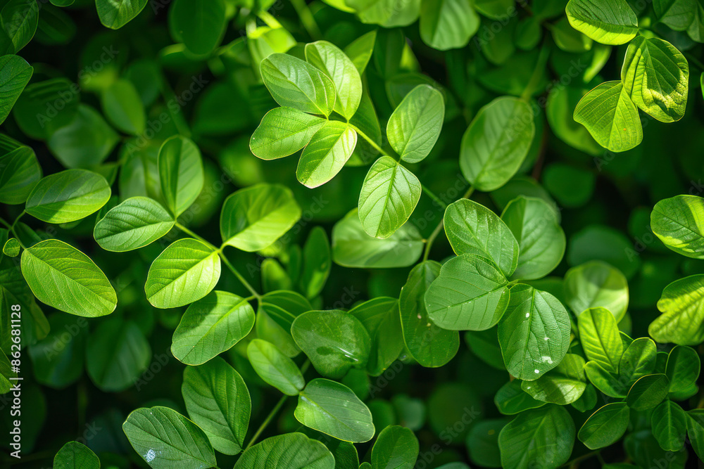 Green leaves background. Green leaves color tone dark in the morning. Green leaves background. Green leaves color tone dark in the morning.