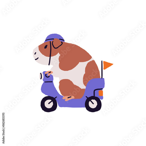 Funny cavy drives motorbike. Cute guinea pig in helmet rides on moped, motorcycle. Amusing fluffy pet has fun. Happy small domestic animal plays. Flat isolated vector illustration on white background