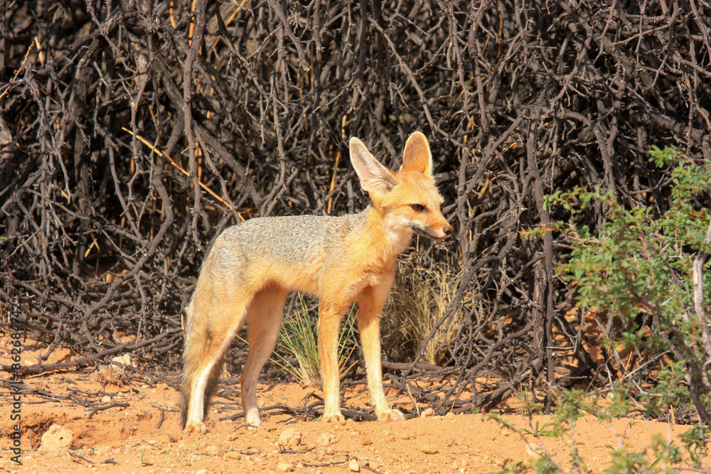Fototapeta premium Kgalagadi Transfrontier Park one of the great parks of South Africa wildlife and hospitality in the Kalahari desert