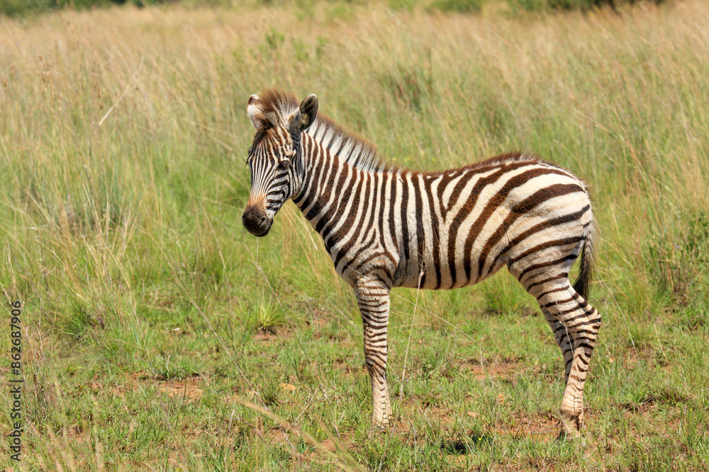 Kgalagadi Transfrontier Park one of the great parks of South Africa wildlife and hospitality in the Kalahari desert Kgalagadi Transfrontier Park one of the great parks of South Africa wildlife and hospitality in the Kalahari desert