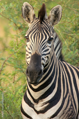 zebre kgalagadi Transfrontier Park one of the great parks of South Africa wildlife and hospitality in the Kalahari desert