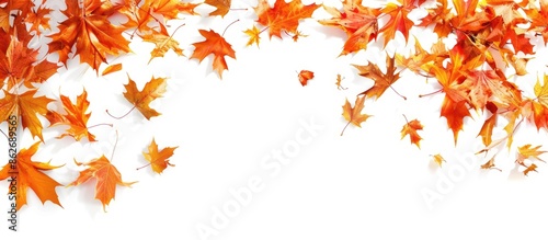 Fall leaves cascading over white background with ample copy space image.