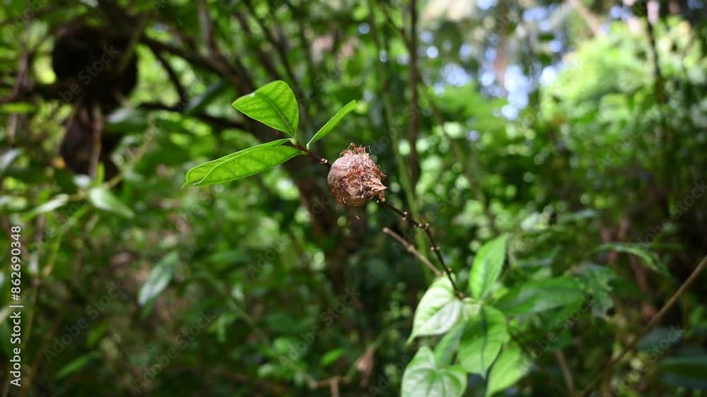 Hand held video shows that the infant Mantis insects are being attacked by predator weaver ants Hand held video shows that the infant Mantis insects are being attacked by predator weaver ants