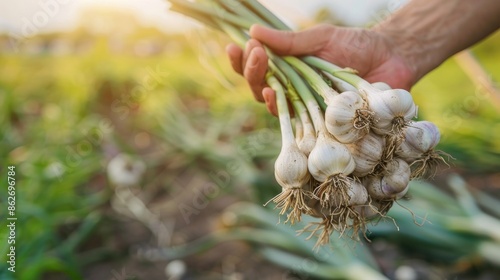 A person is holding a bunch of garlic in their hand