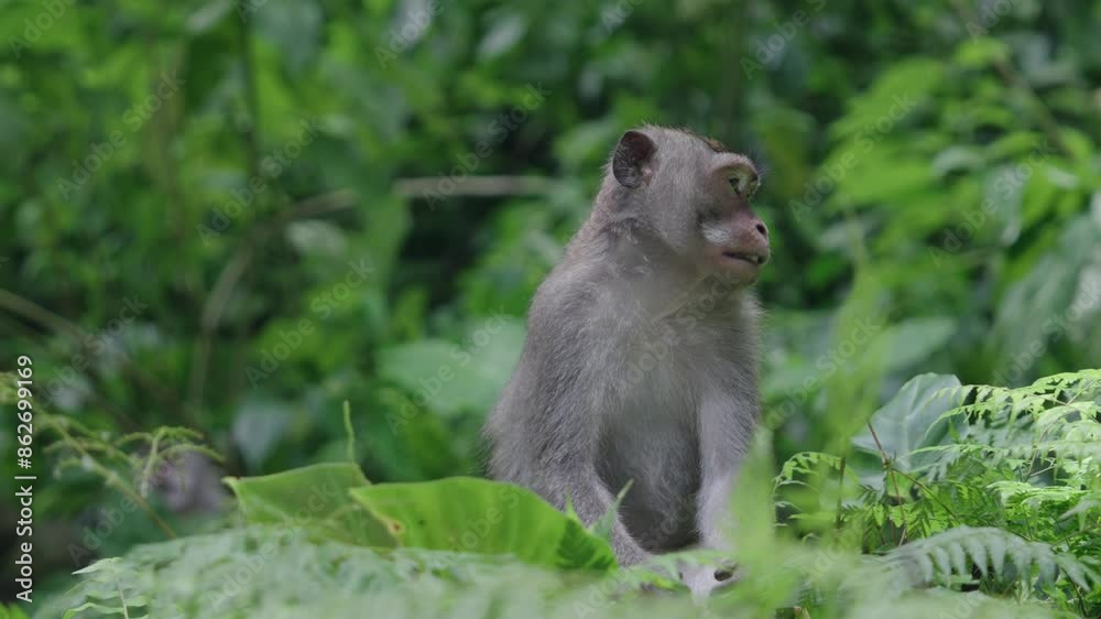 An Indonesian macaque in its natural habitat, showcasing the beauty and behavior of this fascinating primate An Indonesian macaque in its natural habitat, showcasing the beauty and behavior of this fascinating primate