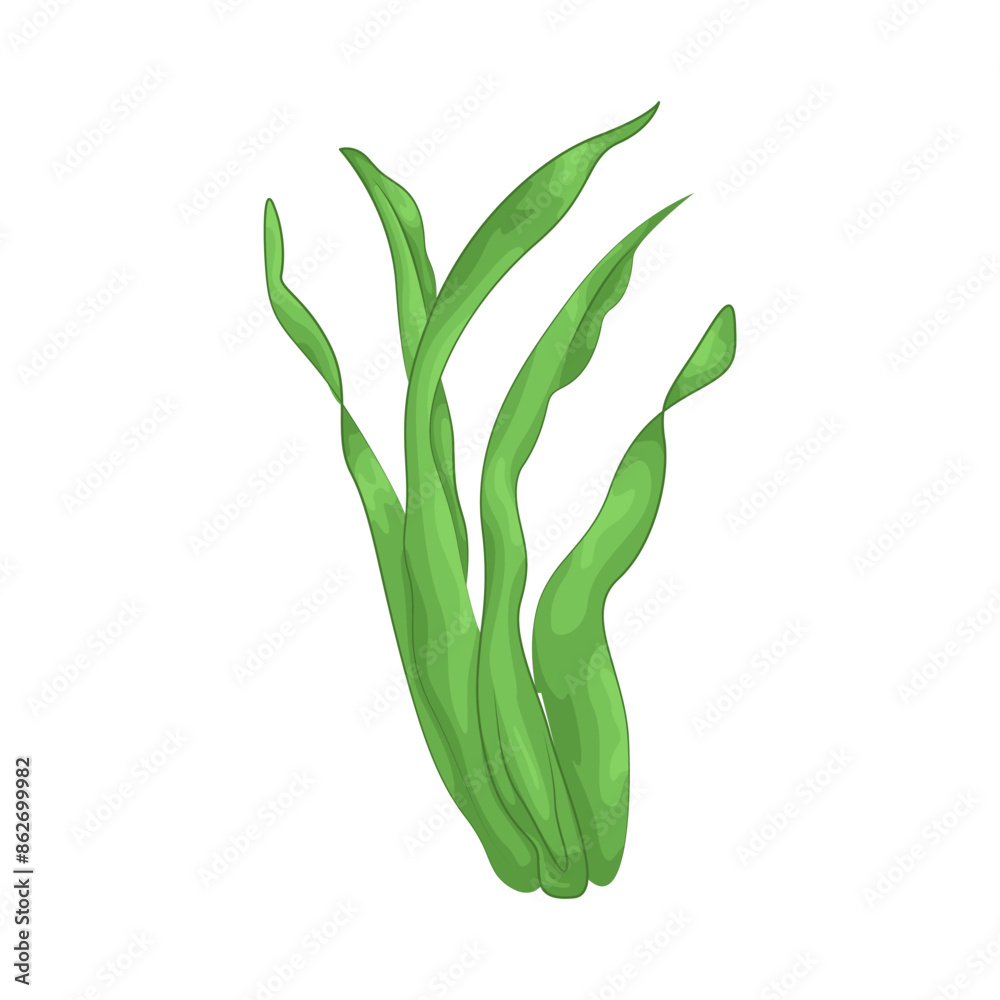 Illustration of seaweed Illustration of seaweed