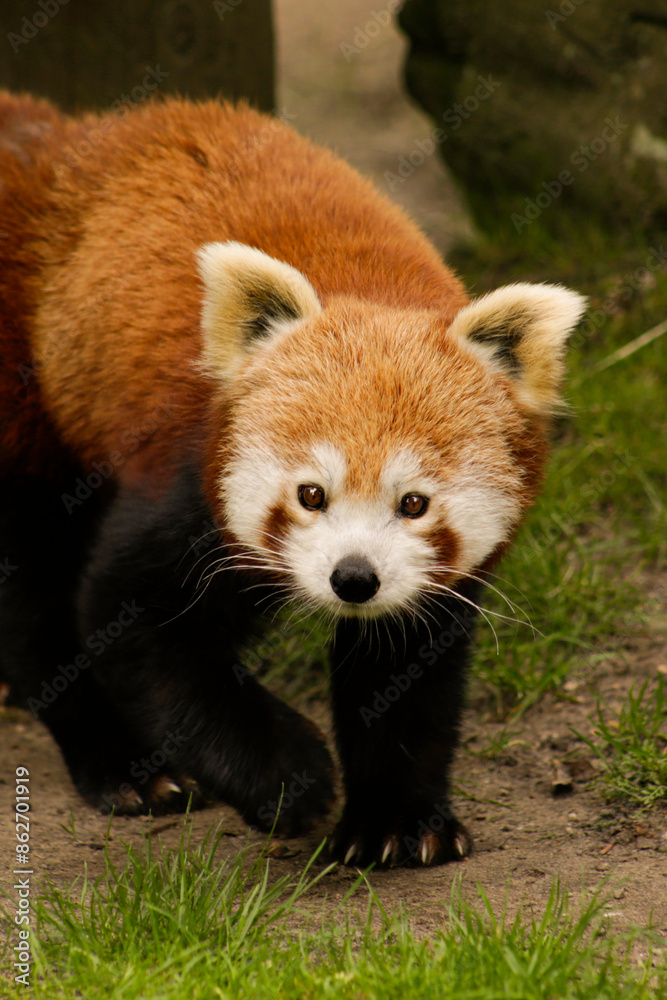 Red panda walking