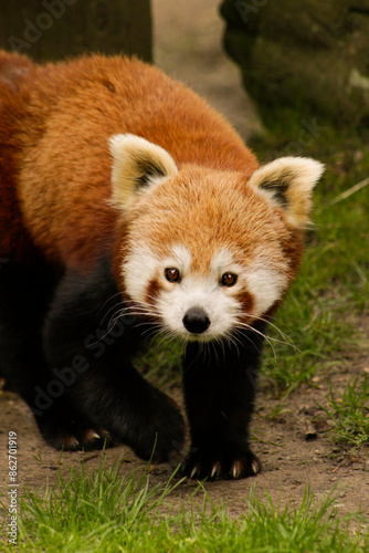 Obraz na płótnie Red panda walking w salonie