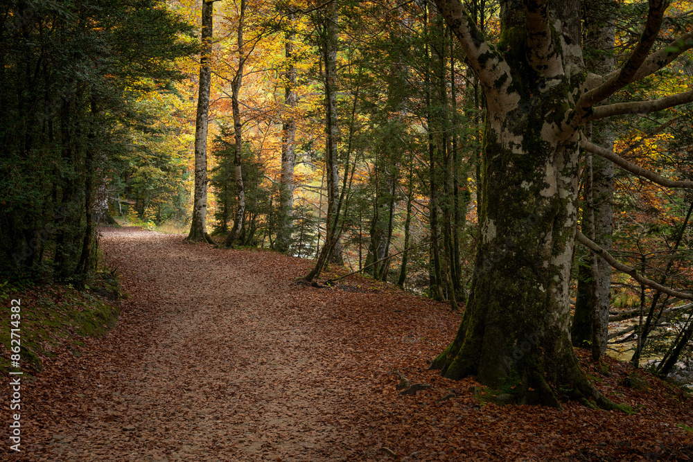 Beech forest in autumn in the Ordesa Valley National Park in Aragon Pyrenees. Huesca, Spain. Ara river waterfalls. Beech forest in autumn in the Ordesa Valley National Park in Aragon Pyrenees. Huesca, Spain. Ara river waterfalls.