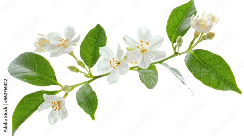 Obraz premium A white flower with green leaves is shown in the image. The flower is surrounded by green leaves, and the overall effect is one of natural beauty and serenity