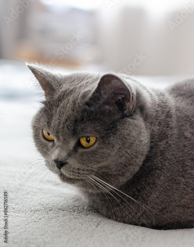 Gray cat of the British breed sits on a gray bed. Close-up, portrait.