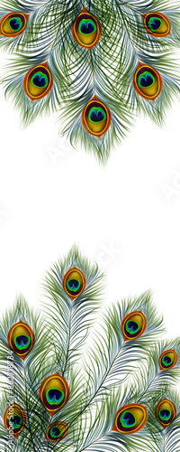 Feathers pattern texture background. Beautiful peacock feathers pattern.