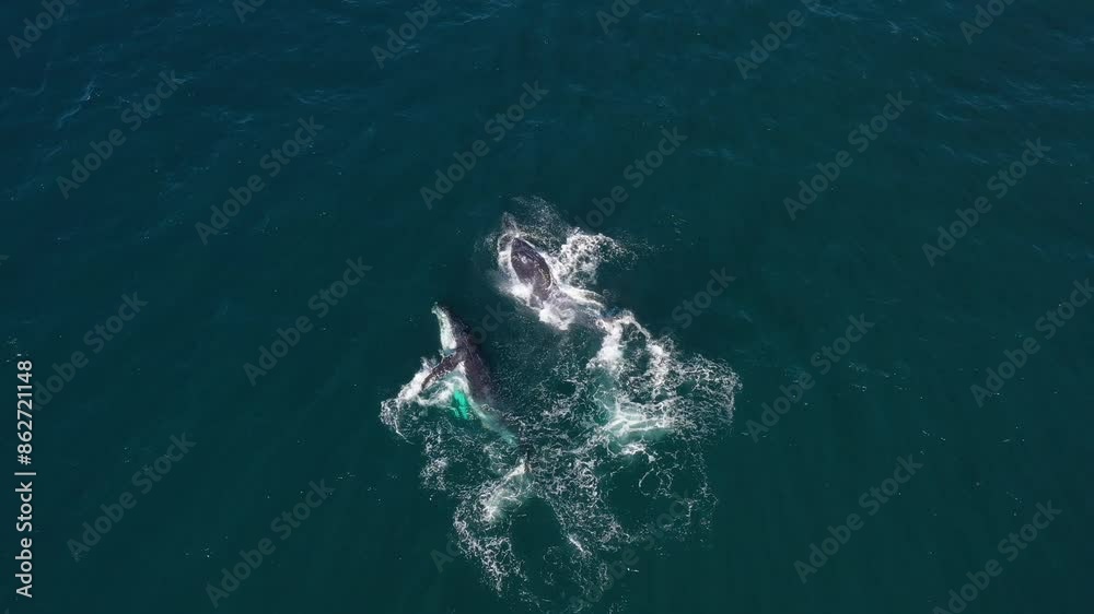 Aerial view of humpback whales swimming in the ocean, Western Cape, South Africa. Aerial view of humpback whales swimming in the ocean, Western Cape, South Africa.