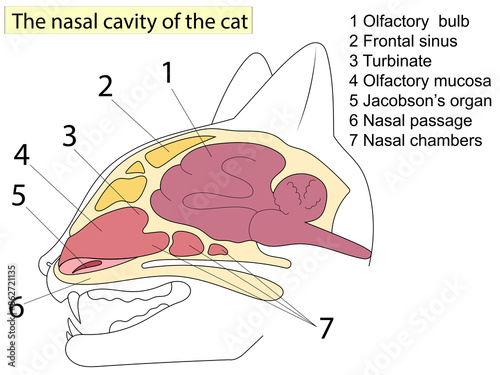 Sagittal section of a cat head. Anatomy of cats. For Basic Medical Education Also, veterinary medicine. photo