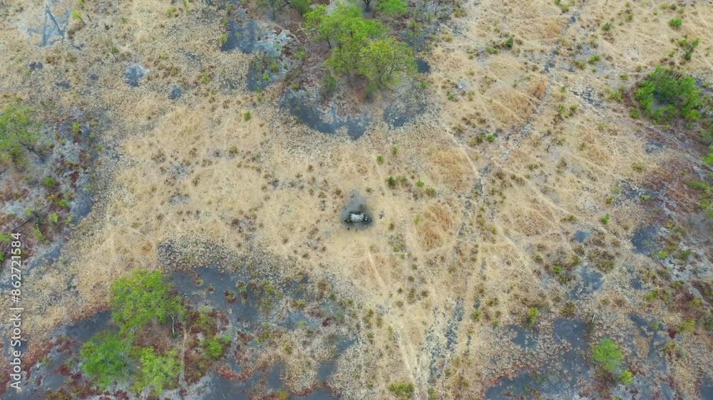 Aerial view of elephant carcass surrounded by vultures in savanna, Chobe, Botswana. Aerial view of elephant carcass surrounded by vultures in savanna, Chobe, Botswana.