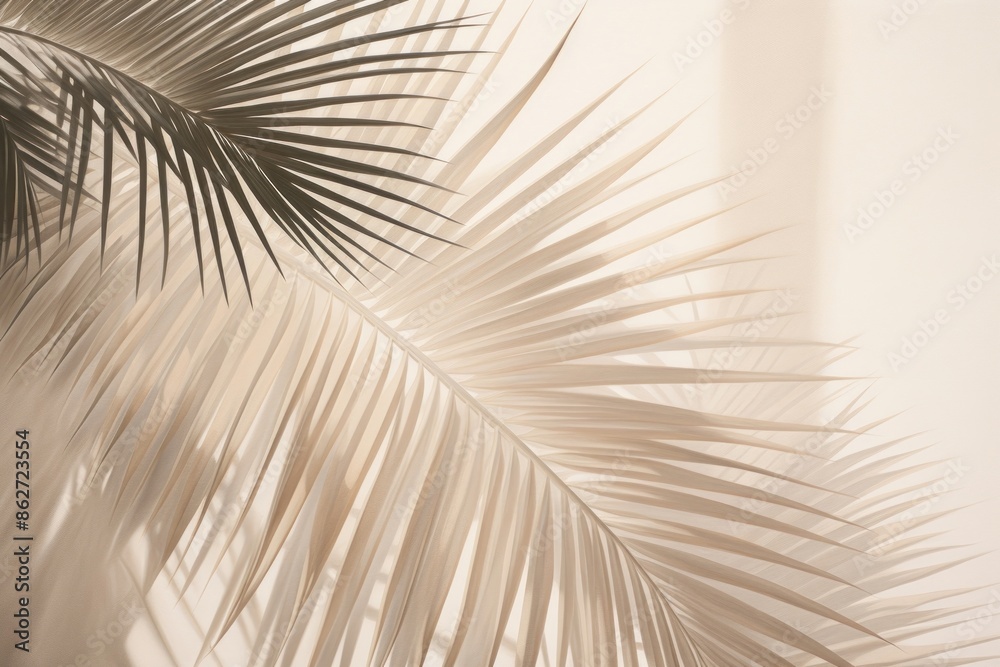 Fototapeta premium Palm tree lightshaded shadow nature plant leaf.