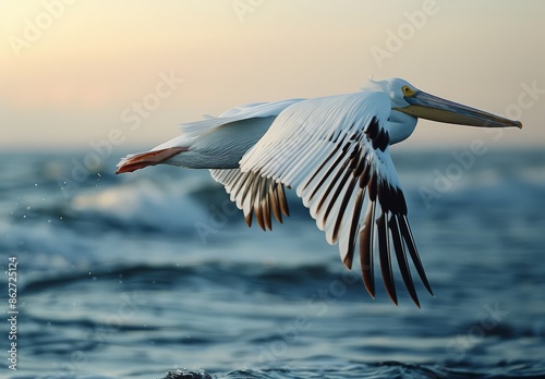 White Pelican Soaring Over Ocean Waves at Sunset