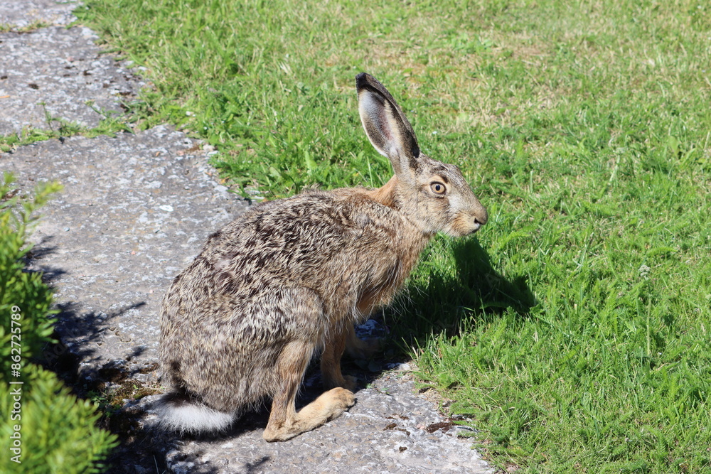 Fototapeta premium Sweden. The European hare (Lepus europaeus), also known as the brown hare, is a species of hare native to Europe and parts of Asia. 