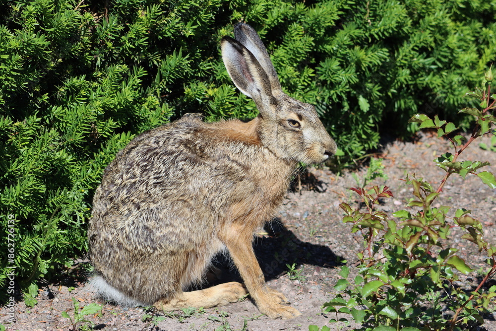 Fototapeta premium Sweden. The European hare (Lepus europaeus), also known as the brown hare, is a species of hare native to Europe and parts of Asia. 
