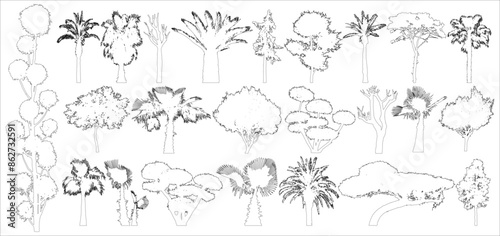 Decorative bonsai, palms, other coniferous trees contour, set. Vector illustration