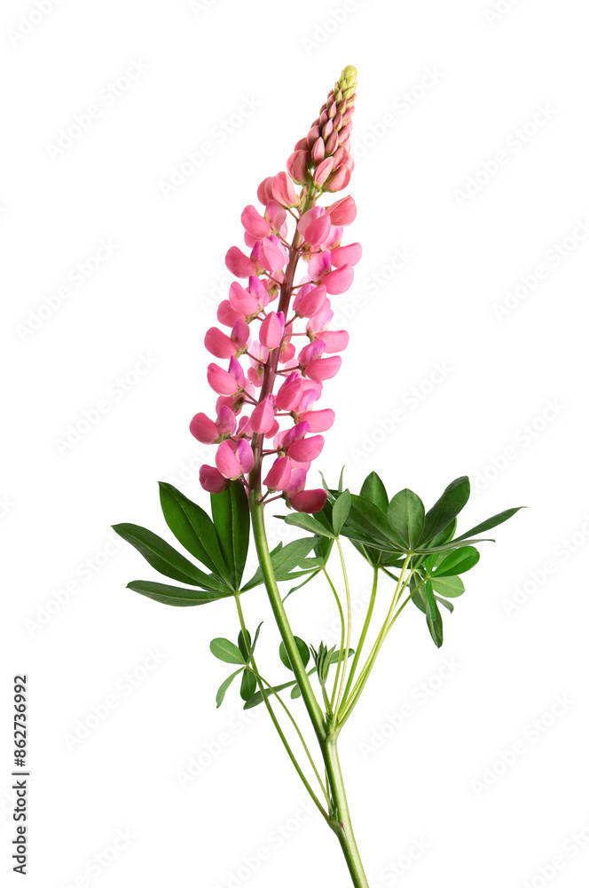 Obraz premium Pink lupine flower isolated on white background. Bunch of colorful lupines, spring flower.