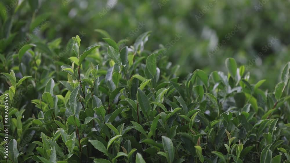 Tea leaves in the rain. Young green leaves on the tea bush close up. Tea bush on plantations in morning light. Raw materials for tea production plantations in the mountains. Slow motion video Tea leaves in the rain. Young green leaves on the tea bush close up. Tea bush on plantations in morning light. Raw materials for tea production plantations in the mountains. Slow motion video