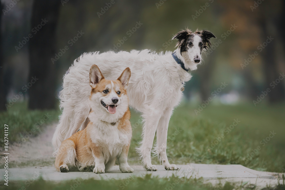 Portrait of happy beige dog breed russian borzoi running in the violet flowers field in summer. Portrait of happy beige dog breed russian borzoi running in the violet flowers field in summer.