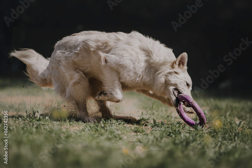 amazing portrait beautiful dog stay in the park photo