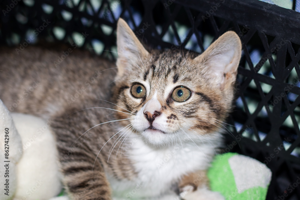 A small cat is seated in a basket, gazing at the camera with its head up A small cat is seated in a basket, gazing at the camera with its head up