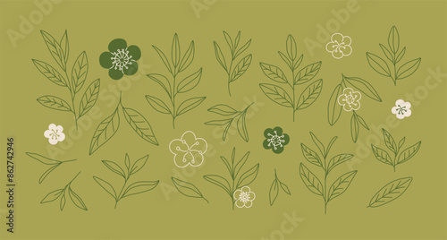 Linear hand-drawn tea leaves and flowers. Line art sketch of tea branches. Green and black tea. Logo, icon, doodle. Botanicals. Plant. Nature. 