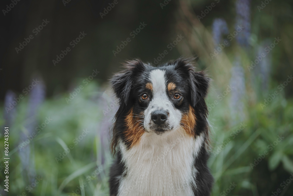 Close-up portrait of a funny female marbled australian shepherd among blooming apple orchards against the backdrop of the setting sun Close-up portrait of a funny female marbled australian shepherd among blooming apple orchards against the backdrop of the setting sun