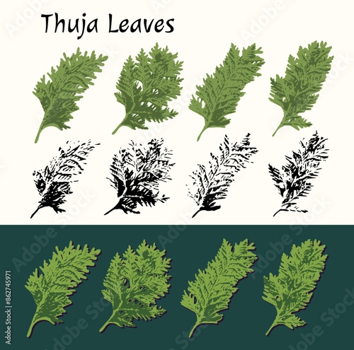 Thuja leaves on white, dark background. Image trace, cleaned and simplified illustrations. Silhouette imprint. Not AI.