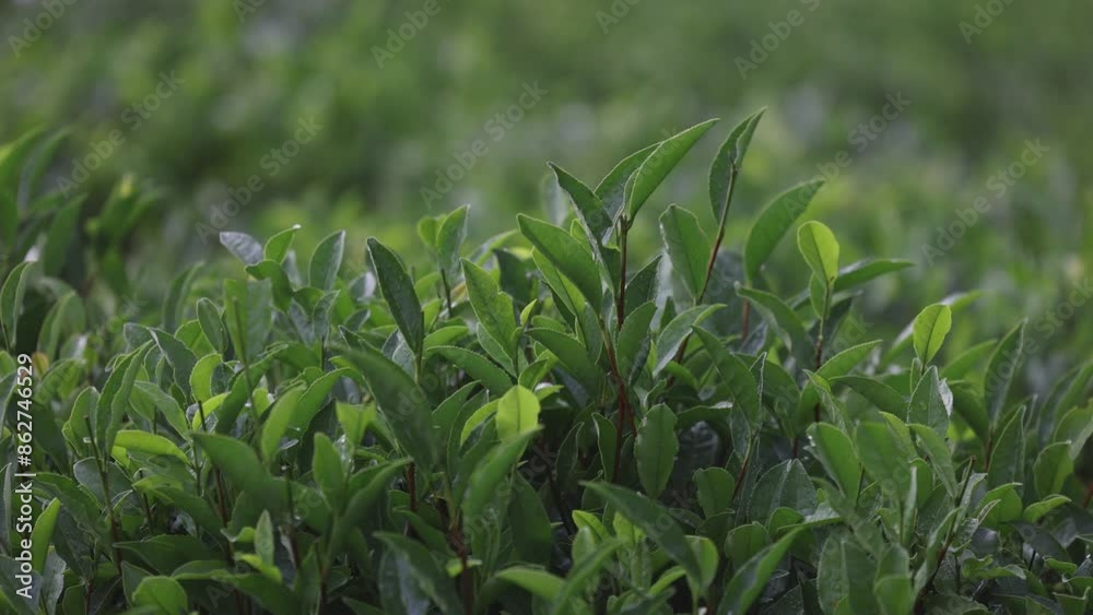 Tea leaves in the rain. Young green leaves on the tea bush close up. Tea bush on plantations in morning light. Raw materials for tea production plantations in the mountains. Slow motion video Tea leaves in the rain. Young green leaves on the tea bush close up. Tea bush on plantations in morning light. Raw materials for tea production plantations in the mountains. Slow motion video