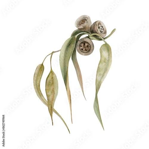 Gum tree leaves. Eucalyptus branch with seed pods. Watercolor illustration on transparent background. Hand drawn botanical element for Australian endemic nature cards, invitations and art designs