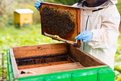 Beekeeper working in the apiary. Beekeeping concept. Beekeeper harvesting honey