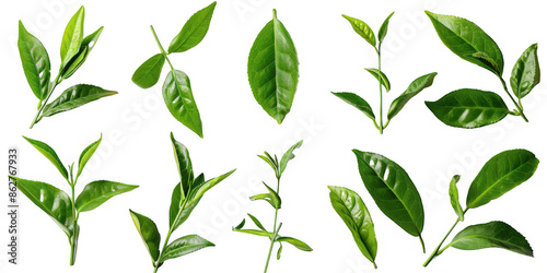 Assorted Green Tea Leaves and Sprigs