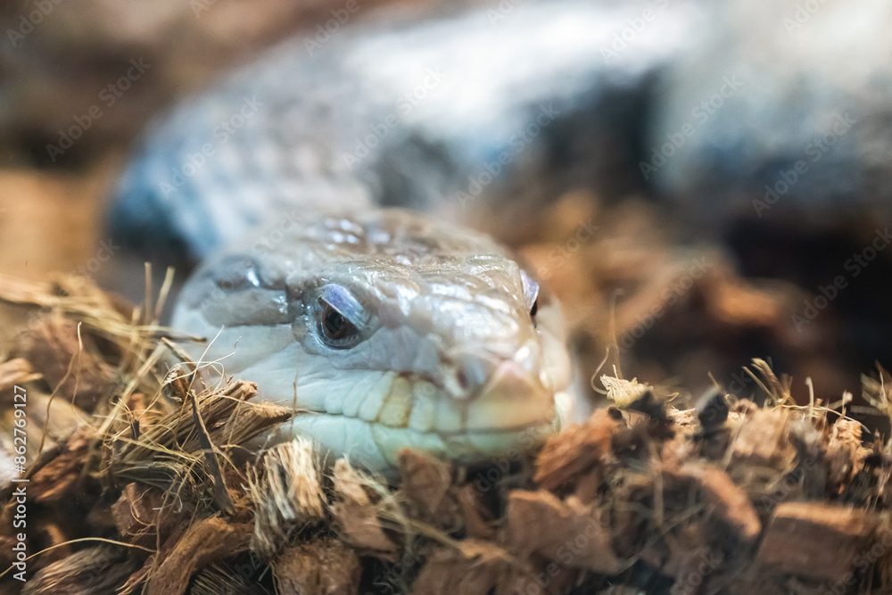 Fototapeta premium large lizard blue tongue skink Tiliqua scincoides
