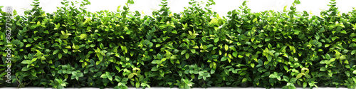 Dense Green Hedge with Lush Foliage