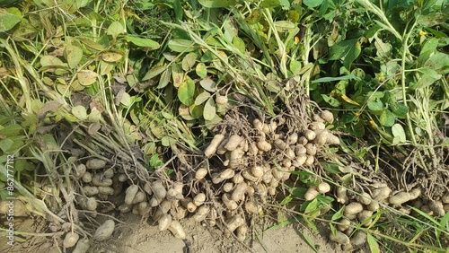 Several bunches of peanuts freshly harvested from the field