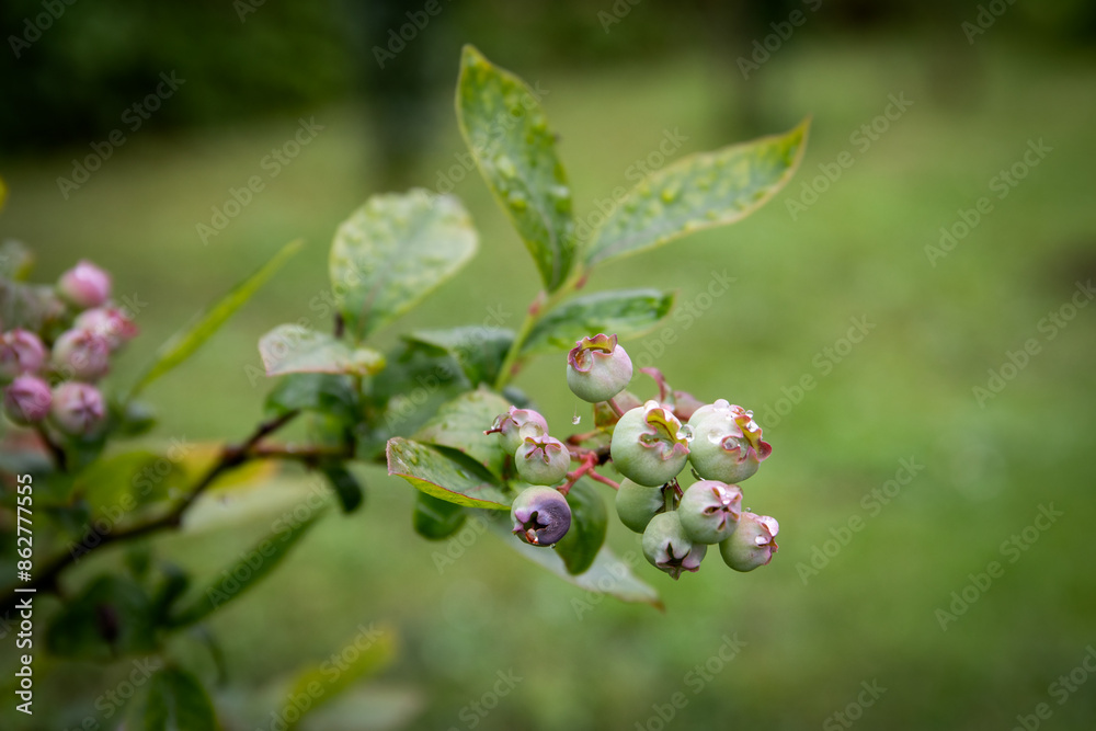 Blueberries start to ripen on the branch of a bush Blueberries start to ripen on the branch of a bush