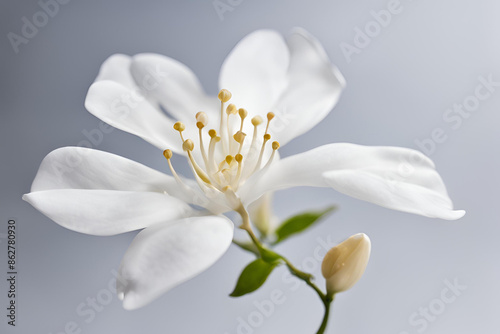 Close-Up of a Delicate White Flower Jasmine, Close-up of a delicate Jasmine with soft petals and yellow stamens on a light green background