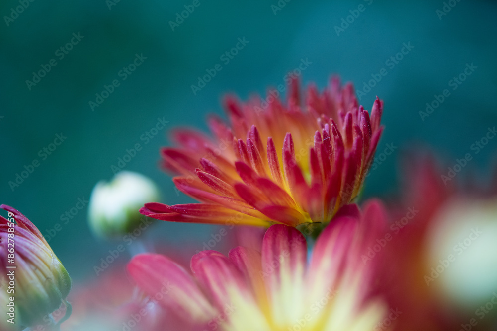 Mum flower blossoms close up in flower garden Mum flower blossoms close up in flower garden