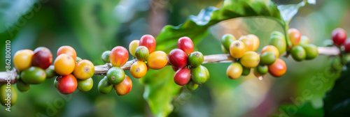Coffee beans ripening on trees fresh red and green with sunrise background, Coffee plantation 