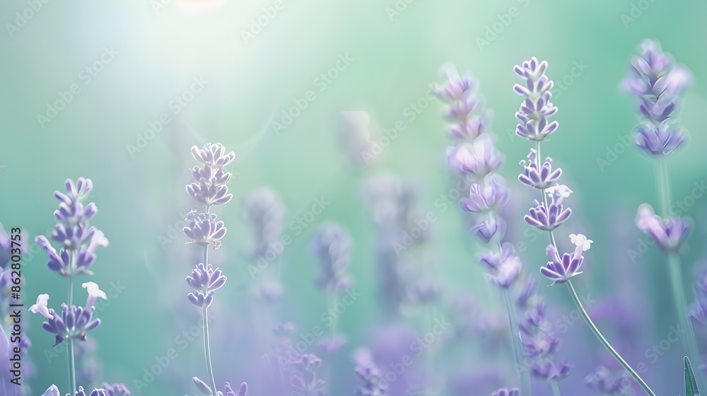Tranquil Lavender-to-Mint Gradient with Soft Blended Diffused Lighting in Macro Tranquil Lavender-to-Mint Gradient with Soft Blended Diffused Lighting in Macro
