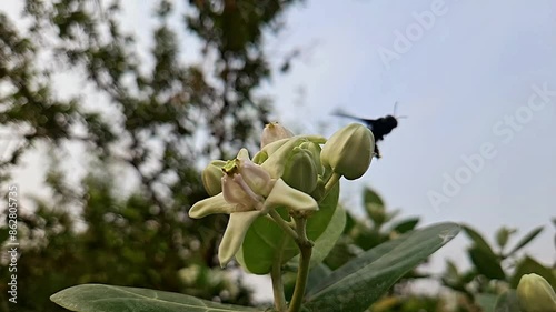 Xylocopa latipes, commonly knownas Indian Carpenter Bee, species of solitary bee
 photo