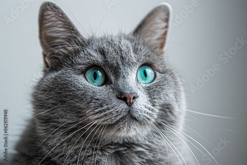 A close-up of a gray cat with bright green eyes, looking slightly upwards. The cat's fur is soft and fluffy, and its expression is attentive